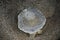 Close-up of the remains of a moon jellyfish