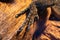 Close-up reptile paw, lizard limb with claws on a wooden background, monitor lizard or gecko paw with claws on a branch