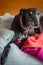 Close-up of a Rescue Greyhound Lying in it`s Dog Bed at Home