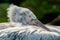 A close up of a resting Dalmatian Pelican against dark background