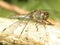 Close-up of a resting dragonfly