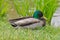 Close up of resting Mallard duck on the grass, male