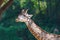 Close-up of reticulated giraffe head