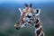 Close-up of reticulated giraffe licking its lips