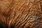 Close up reveals intricate texture of African Elephant skin, ear glimpse