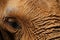 Close up reveals intricate texture of African Elephant skin, ear glimpse