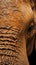 Close up reveals intricate texture of African Elephant skin, ear glimpse