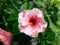 A close-up reveals the radiant glory of a white pink hibiscus. Its bold petals burst forth, a sunlit symphony. At its heart, a