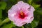 A close-up reveals the radiant glory of a white pink hibiscus. Its bold petals burst forth, a sunlit symphony. At its heart, a