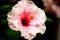 A close up reveals the radiant glory of a white pink hibiscus. Its bold petals burst forth, sunlit symphony. At its heart, crimson