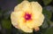 A close-up reveals the radiant glory of a yellow hibiscus. Its bold petals burst forth, a sunlit symphony. At its heart, a crimson