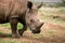 Close up of a rhino grazing in a lush African landscape with ears raised