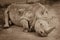 A close up of a rhino / rhinoceros laying on the ground in the zoo. Sepia photo of rhino resting on the sandy ground.