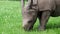 Close up of rhinoceros calf eating grass