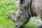 Close up on a rhinoceros nibbling on gras