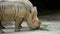 Close up of rhinos eating grass in the zoo