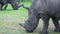 Close-up of rhinos eating green grass. Rhinos nibble the grass in the meadow, 4K