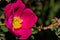 Close up of a rhododendron