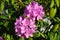 Close-up of rhododendron flowers