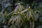 Close up of rhododendron williamsianum at evening