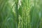 Close-up of rice ears just beginning to fill the fields