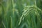 Close-up of rice ears just beginning to fill the fields