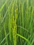 Close up Rice ears in a rice field