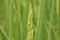 Close up of rice flowering in the field