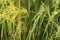 Close up rice plant yield in the yellow like golden paddy field is beautiful is ripening growing waiting for harvest in the