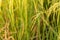 Close up rice plant yield in the yellow like golden paddy field is beautiful is ripening growing waiting for harvest in the