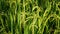 Close up of rice plants in the fields at sunrise in the countryside