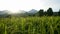 Close up of rice plants in the fields at sunrise in the countryside