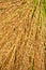 Close up of rice sheaf after harvest