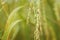 Close up of rice straw