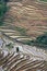 Close up on rice terraces at Bada village in Yuanyang in Yunnan