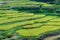 Close up of rice terraces steps with ripe rice plants