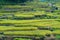 Close up of rice terraces steps with ripe rice plants