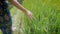 Close up of right hand of young girl walking in the meadow and touching tall green grass. Woman strolling through the