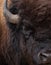 Close Up of the Right Side of an American Bison`s Face