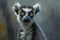 Close-up of a Ring-tailed Lemur with Intense Eyes