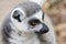 Close up of a Ring Tailed Lemur looking down and right.