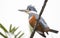 Close up of a Ringed kingfisher perched on a branch