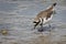 Close up of a Ringed Plover on the mudflats with a worm