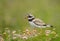 Close up of a Ringed plover walking in thrift flowers