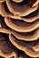 Close up of ringed polypore fungus