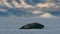 Close up of Ringed seal resting on an ice floe