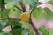 Close-up of a ripe apricot growing in the garden