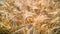 Close-up of ripe barley field. Hordeum vulgare. Summer rural farming background