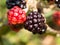 Close up of ripe blackberries macro Rubus fruticosus