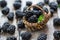 Close-up of ripe blackberries in a tiny basket